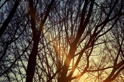 Low angle view of bare trees against sky