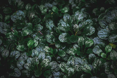 Full frame shot of water drops on plants