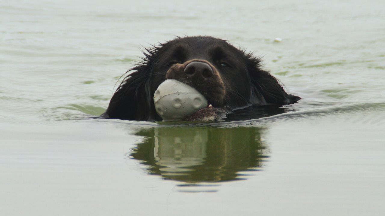 animal themes, water, one animal, waterfront, front view, nature, day, tranquility