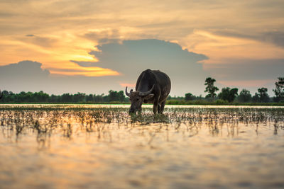 Scenic view of lake against sky during sunset