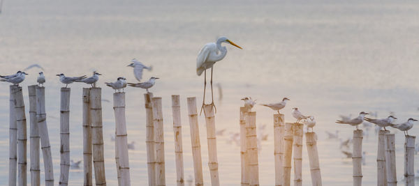 Flock of birds perching on wooden post