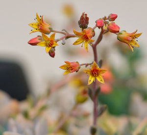 Close-up of flowers blooming on tree