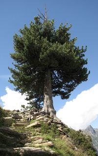 Low angle view of tree against sky