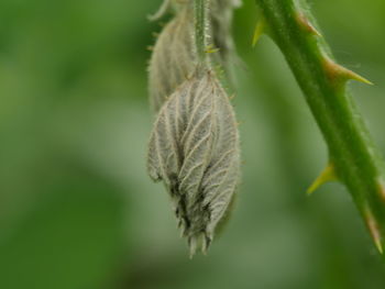 Close-up of dry leaves on plant