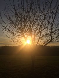 Silhouette of trees at sunset