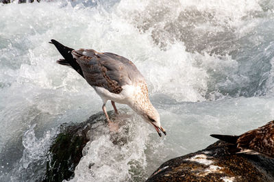 Close-up of bird perching on rock