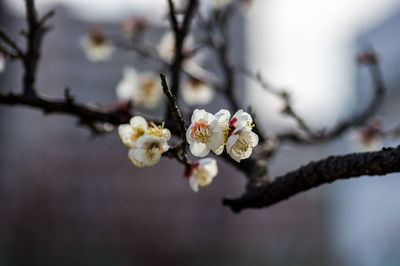 Close-up of white cherry blossoms in spring