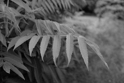 Close-up of leaves on field