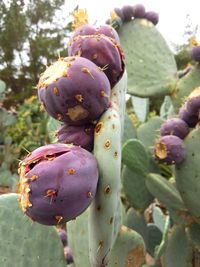 Close-up of prickly pear cactus