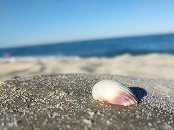 Close-up of seashell on beach against clear sky