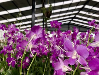 Close-up of purple flowering plants