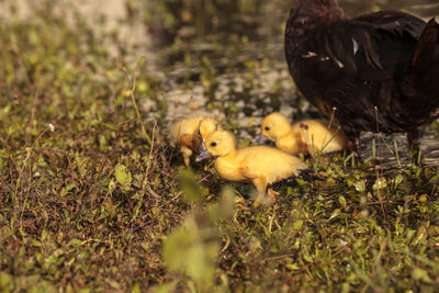 Baby muscovy ducklings cairina moschata flock together in a pond in naples, florida in summer.