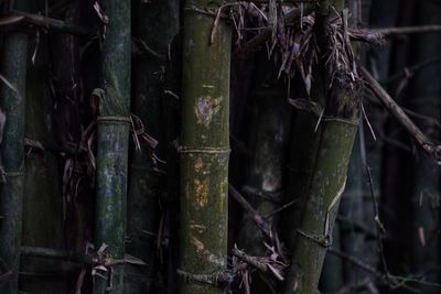 Close-up of bamboo trees in forest