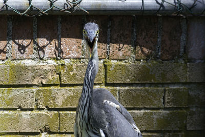 Close-up of bird against wall in zoo