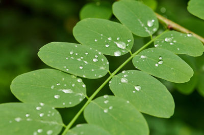 Close-up of water drops on green plant leaves