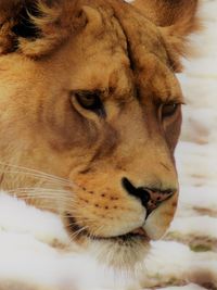 Close-up of lion