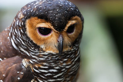 High angle view portrait of owl