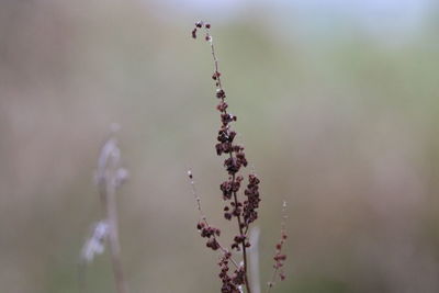 Close-up of flowering plant against blurred background