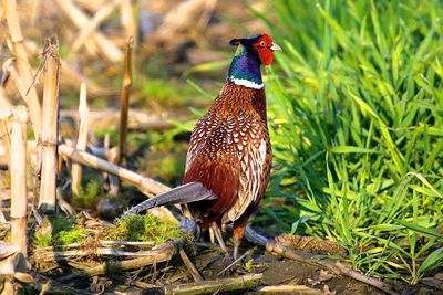 Bird on a field