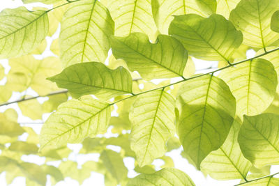 Close-up of green leaves