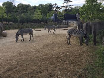 Horses on field by trees against sky