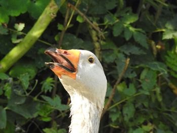 Close-up of bird against plants