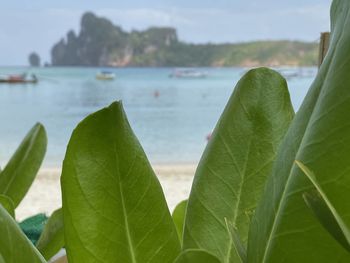 Close-up of fresh green leaf against sea