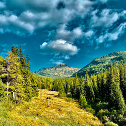 Scenic view of pine trees against sky