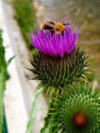 Close-up of bee pollinating on purple flower