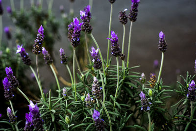 Close-up of purple flowering plants