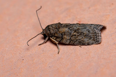 Close-up of insect on rock