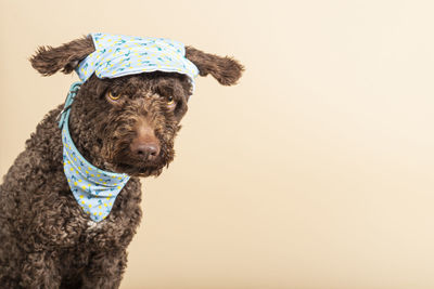 Brown spanish water dog on a beige background with space for text. dog with a neckerchief and cap
