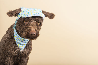 Close-up of dog against white background