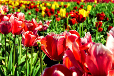 Close-up of red poppy flowers blooming in field