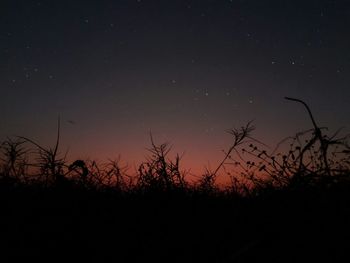 Silhouette trees against sky at night