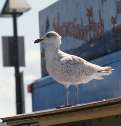 Close-up of seagull perching on railing