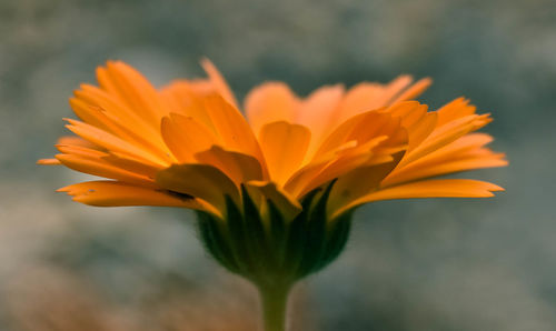 Close-up of orange flower against blurred background