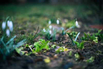 Close-up of grass in field