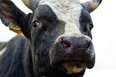 Close-up of cow