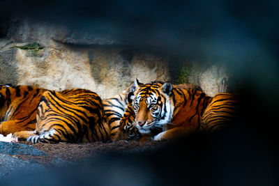 Cat lying down in zoo