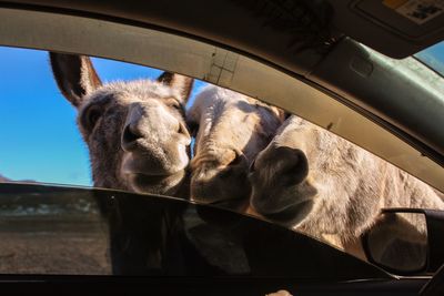 Curious donkeys 