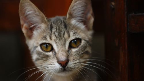 Close-up portrait of cat