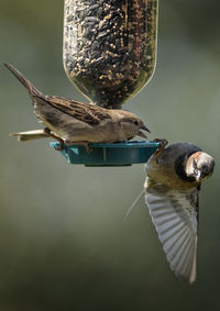 Conflict at the bird feeder