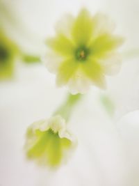 Close-up of flower against blurred background