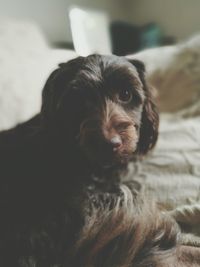 Close-up portrait of puppy relaxing at home