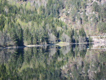 Reflection of trees in water