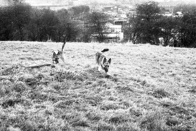 Sheep grazing on grassy field