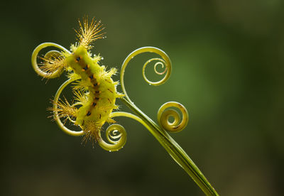 Fire caterpillar on leaf edge