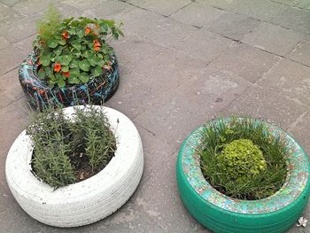 High angle view of potted plant