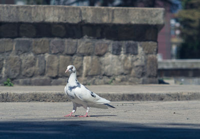 Seagull perching on retaining wall